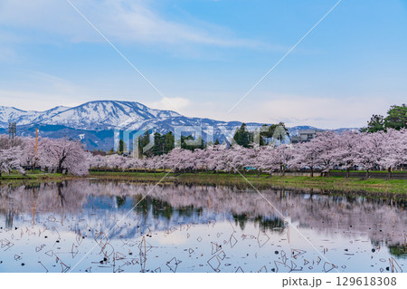【新潟県】高田城址公園・お堀の桜と残雪の妙高山 129618308