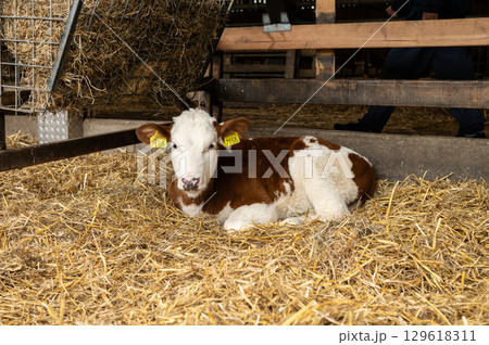 Brown and white calf resting on straw in barn with ear tags 129618311