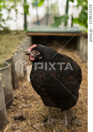 Black hen in natural coop setting surrounded by greenery 129618328