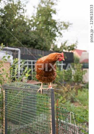 Brown hen perched on fence in lush garden setting 129618333