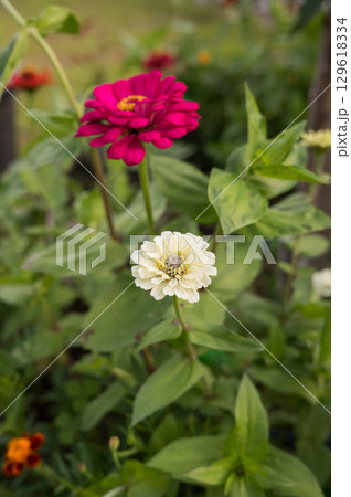 Vibrant pink and white zinnia flowers in bloom among lush green foliage 129618334