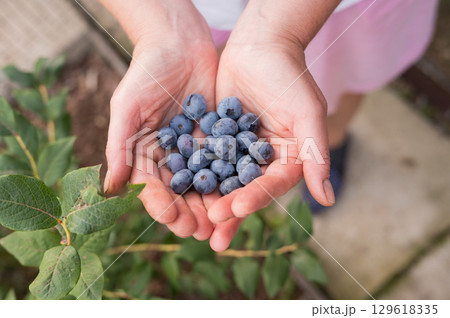 Caucasian female hands holding fresh blueberries in garden setting Caucasian female hands holding fresh blueberries in garden setting 129618335