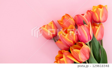 Vibrant orange tulips on soft pink background 129618348