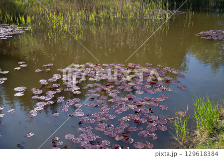 Tranquil pond with purple water lilies and tall grasses 129618384