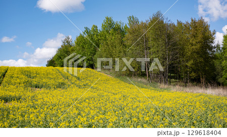 Sunny field of yellow wildflowers adjacent to lush green forest under blue sky 129618404