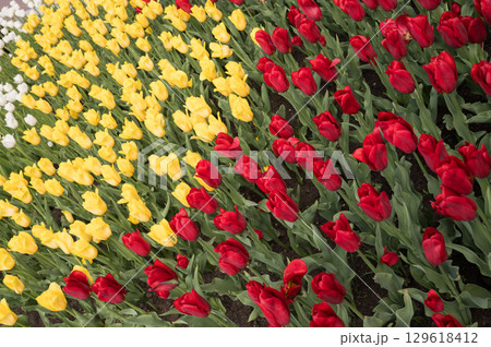 Tulip Day. Colorful tulip garden with vibrant red, yellow, and white blossoms in full bloom Tulip Day. Colorful tulip garden with vibrant red, yellow, and white blossoms in full bloom 129618412