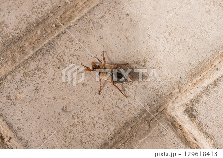 Close-up of dead beetle on concrete floor Close-up of dead beetle on concrete floor 129618413