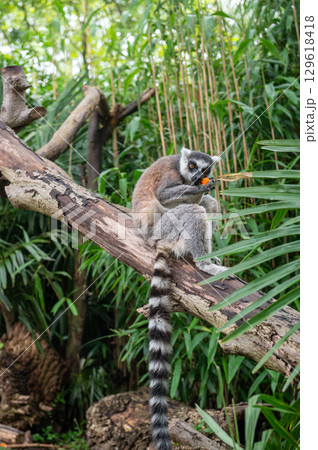 Lemur eating on tree branch in lush green forest habitat. World Lemur Day Lemur eating on tree branch in lush green forest habitat. World Lemur Day 129618418