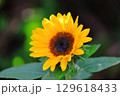 自宅に咲いた向日葵 129618433