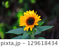 自宅に咲いた向日葵 129618434