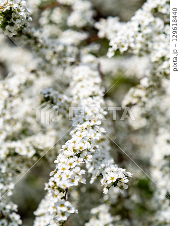 春の陽に映える小さくてかわいいユキヤナギの白い花 129618440