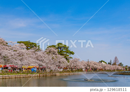 【新潟県】高田城址公園・お堀の噴水と桜 【新潟県】高田城址公園・お堀の噴水と桜 129618511