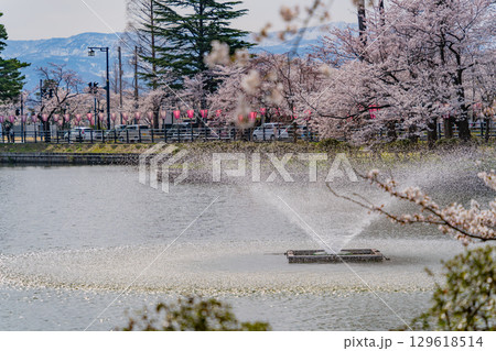 【新潟県】高田城址公園・お堀の噴水と桜 【新潟県】高田城址公園・お堀の噴水と桜 129618514
