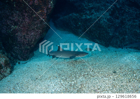 ネムリブカ　小笠原 129618656