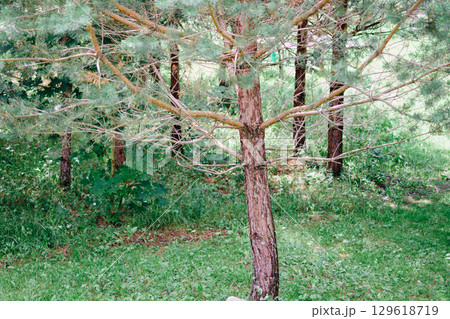 Lush summertime forest with evergreen trees, grass, and foliage in natural light, showcasing wilderness area Lush summertime forest with evergreen trees, grass, and foliage in natural light, showcasing wilderness area 129618719