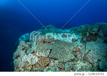 サンゴ礁　小笠原 129618781
