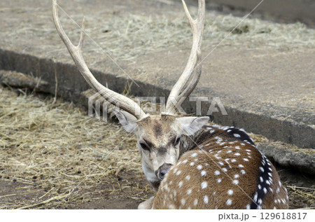 アクシスジカ 129618817