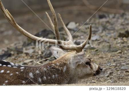 アクシスジカ 129618820