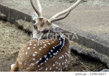 アクシスジカ アクシスジカ 129618827