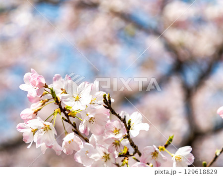 春の陽射しを浴びる満開の淡いピンク色のジンダイアケボノ桜 春の陽射しを浴びる満開の淡いピンク色のジンダイアケボノ桜 129618829