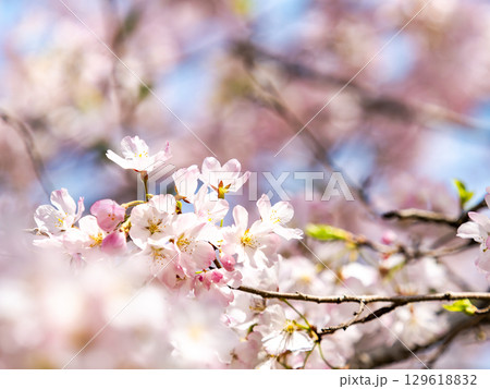 春の陽射しを浴びる満開の淡いピンク色のジンダイアケボノ桜 春の陽射しを浴びる満開の淡いピンク色のジンダイアケボノ桜 129618832