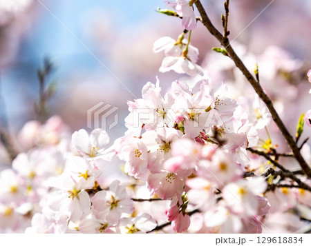 春の陽射しを浴びる満開の淡いピンク色のジンダイアケボノ桜 春の陽射しを浴びる満開の淡いピンク色のジンダイアケボノ桜 129618834