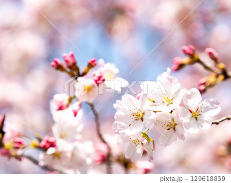 春の陽射しを浴びる満開の淡いピンク色のジンダイアケボノ桜 129618839