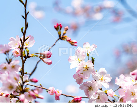 春の陽射しを浴びる満開の淡いピンク色のジンダイアケボノ桜 129618846