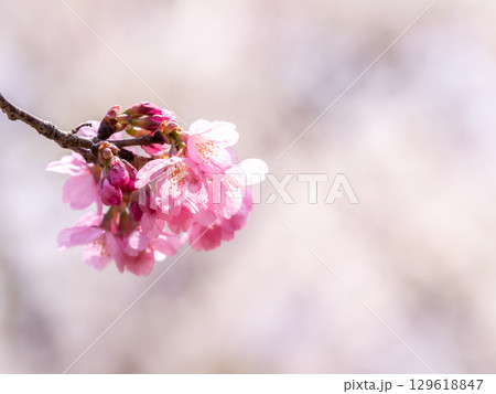 春の陽射しを浴びる満開の淡いピンク色のジンダイアケボノ桜 春の陽射しを浴びる満開の淡いピンク色のジンダイアケボノ桜 129618847
