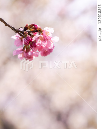 春の陽射しを浴びる満開の淡いピンク色のジンダイアケボノ桜 春の陽射しを浴びる満開の淡いピンク色のジンダイアケボノ桜 129618848