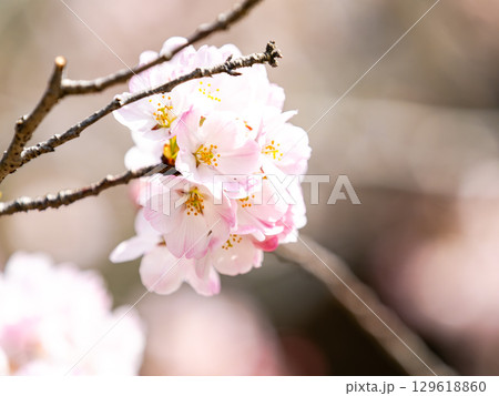 春の陽射しを浴びる満開の淡いピンク色のジンダイアケボノ桜 春の陽射しを浴びる満開の淡いピンク色のジンダイアケボノ桜 129618860