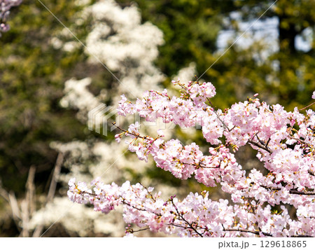 春の陽射しを浴びる満開の淡いピンク色のジンダイアケボノ桜 129618865