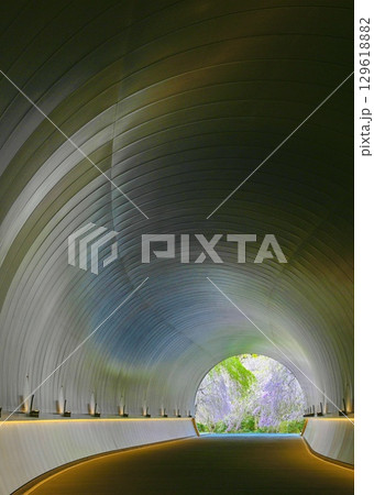 トンネル天井のリフレクション　桜のトンネル 129618882