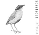 ヤイロチョウ＿鉛筆画 129618896