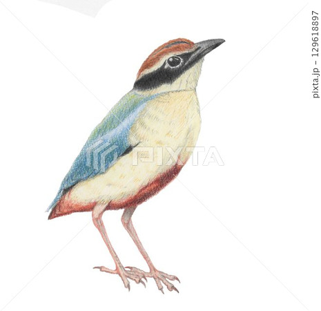 ヤイロチョウ＿色鉛筆画 129618897