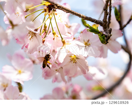 春の陽射しを浴びる満開のジンダイアケボノ桜の蜜を集めるミツバチ 129618926