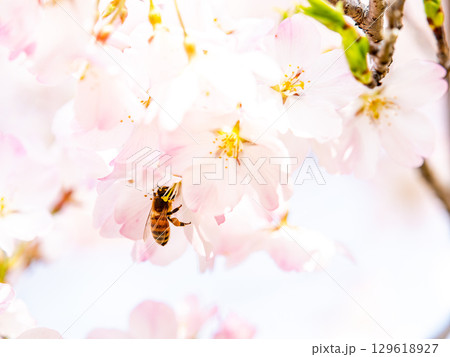 春の陽射しを浴びる満開のジンダイアケボノ桜の蜜を集めるミツバチ 春の陽射しを浴びる満開のジンダイアケボノ桜の蜜を集めるミツバチ 129618927