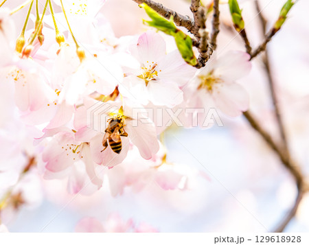 春の陽射しを浴びる満開のジンダイアケボノ桜の蜜を集めるミツバチ 春の陽射しを浴びる満開のジンダイアケボノ桜の蜜を集めるミツバチ 129618928