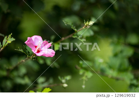 埼玉県皆野町 ムクゲ自然公園 埼玉県皆野町 ムクゲ自然公園 129619032