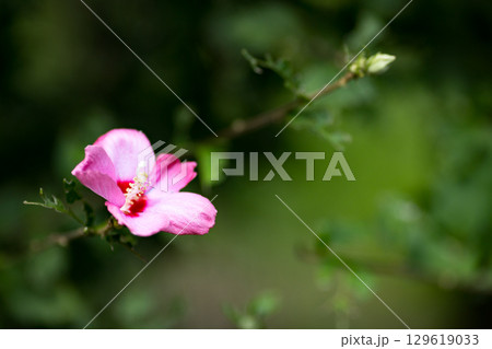 埼玉県皆野町 ムクゲ自然公園 埼玉県皆野町 ムクゲ自然公園 129619033