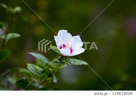 埼玉県皆野町　ムクゲ自然公園 129619086