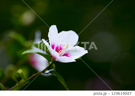 埼玉県皆野町　ムクゲ自然公園 129619087