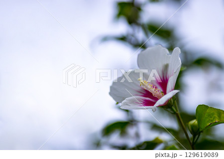 埼玉県皆野町　ムクゲ自然公園 129619089