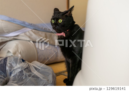 黒猫 129619141