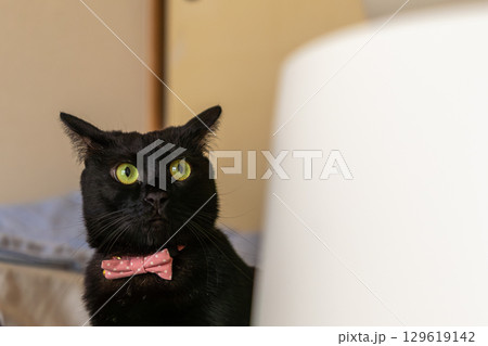 黒猫 黒猫 129619142