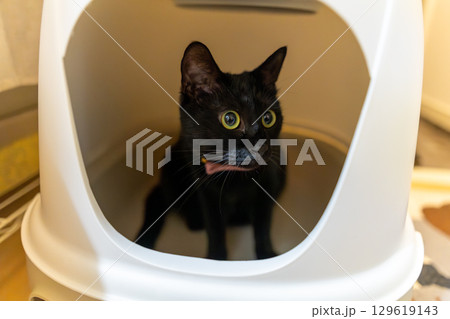 黒猫 129619143