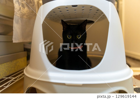 黒猫 129619144