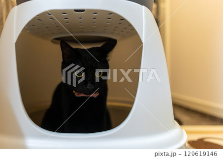 黒猫 129619146