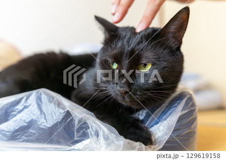 黒猫 黒猫 129619158