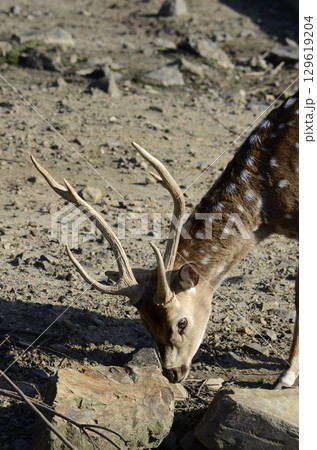 アクシスジカ 129619204